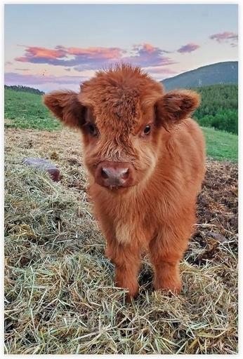 Avatar von Bungalow 840